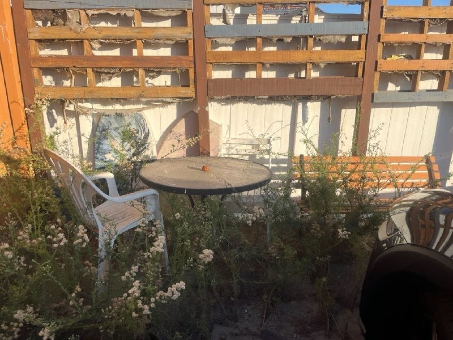 Overgrown backyard before JunkMD+ yard waste removal and cleanup in San Diego